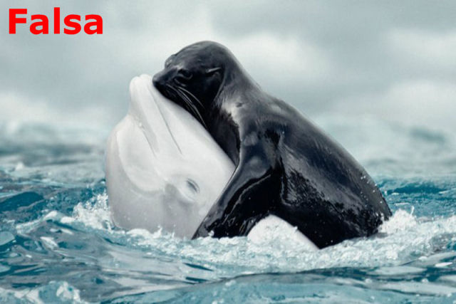 Esta foto viral de uma foca abraçando uma beluga é falsa