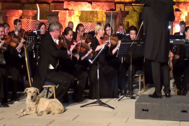 Cão inesperadamente aparece no palco durante apresentação ao vivo da Orquestra de Câmara de Viena