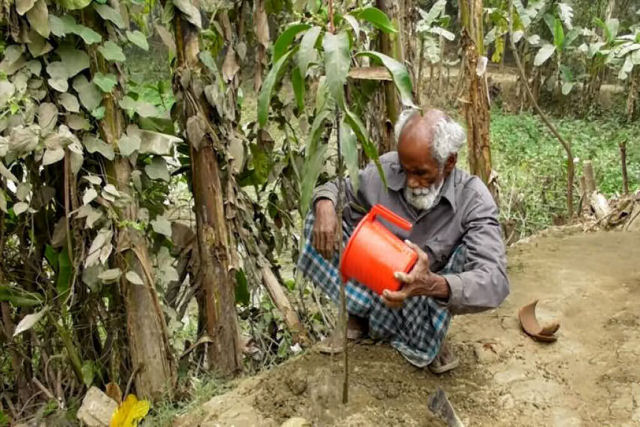?Servo das Árvores de Bangladesh? plantou uma árvore todos os dias nos últimos 48 anos