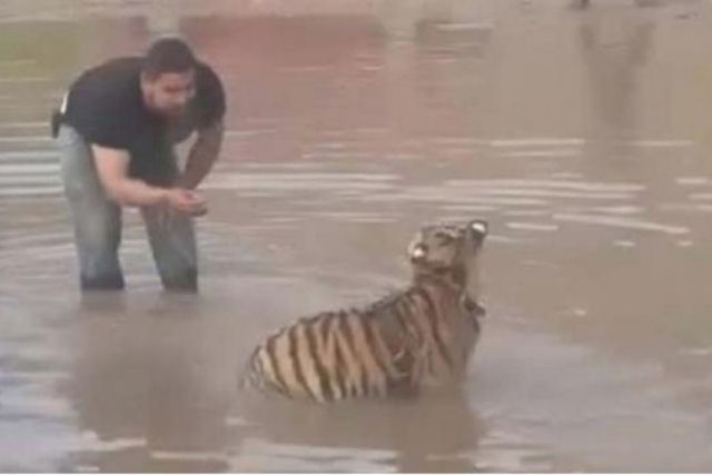 Leva tigre para passear como se fosse um cão e o bicho escapa