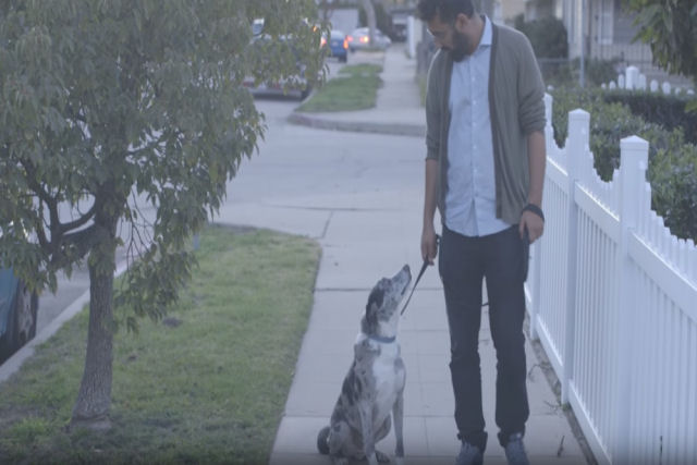 O vídeo que fará com que considere adotar cães idosos