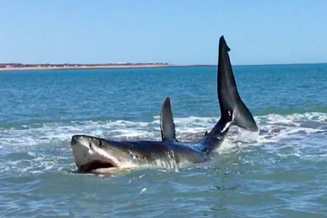 Homem encontra um enorme tubarão branco de quase 5 metros na orla da praia