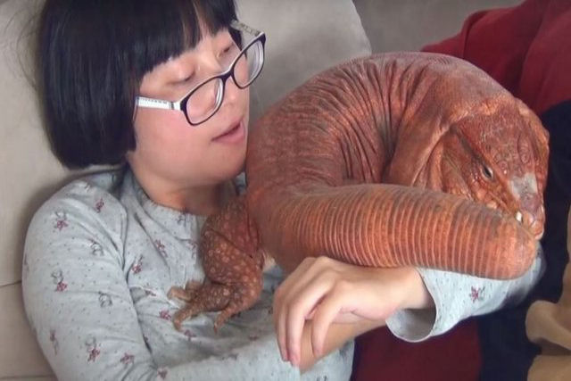 Este lagarto do tamanho de um cão é a última sensação entre as mascotes de Instagram