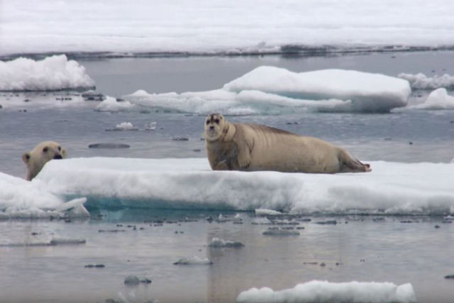 A sorrateira estratégia de um urso para caçar uma foca