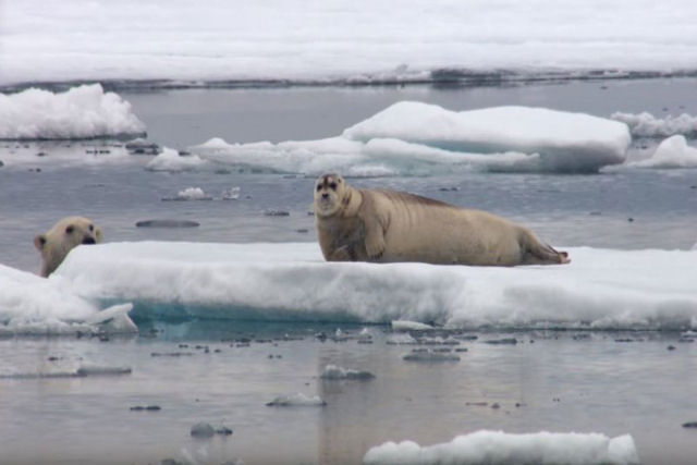 A sorrateira estratgia de um urso para caar uma foca