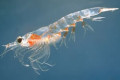 Krill é o animal que mais abunda no planeta terra