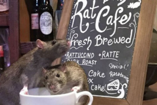 Um popular bar cheio de ratos nos Estados Unidos