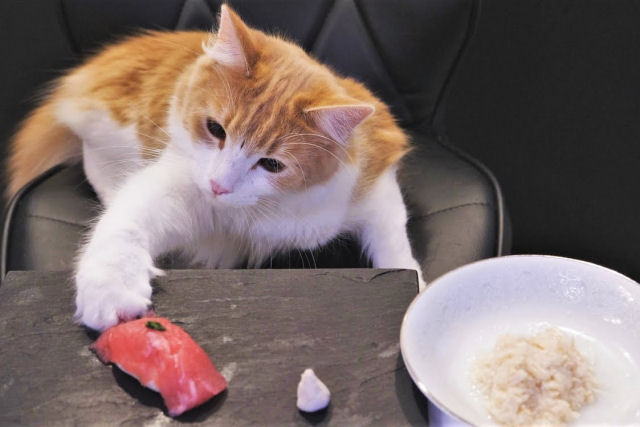 Como preparar um sushi para o seu gato