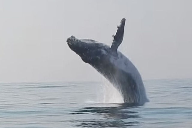 40 toneladas girando no ar: o vídeo viral de uma baleia-jubarte