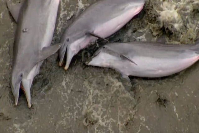 Não estão mortos, estes golfinhos estão na verdade caçando