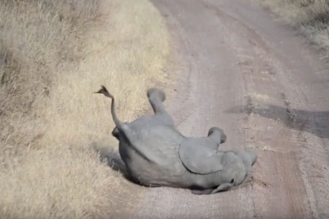 Elefantinho birrento exibe estratagema de fastio, mas não recebe a atenção esperada