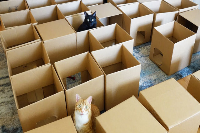 Como criar um ?paraíso? para gatos com 50 caixas de papelão?