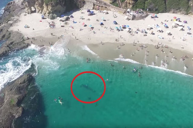 Uma baleia nada ao lado dos banhistas em uma praia da Califórnia