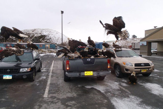 Assim é viver em um povoado do Alasca infestado de águias que percorrem as ruas como se fossem pombas