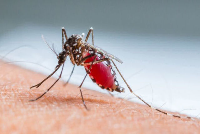 O mito do sangue doce: por que os mosquitos picam algumas pessoas e outras no?