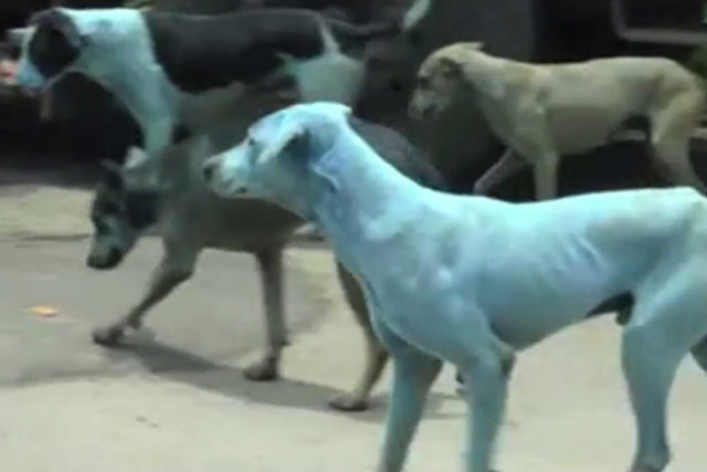 Aparecem vários cães azuis na Índia por culpa da poluição dos rios