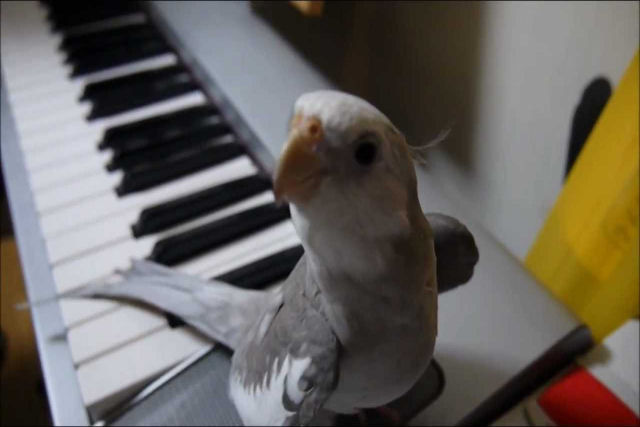Calopsita musical acompanha seu humano tocando piano