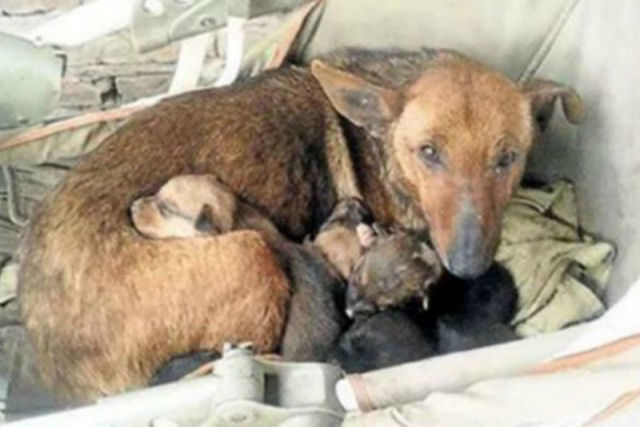 Cadelinha vira-lata encontrou um bebê abandonado e manteve-o aquecido até que alguém os encontrasse