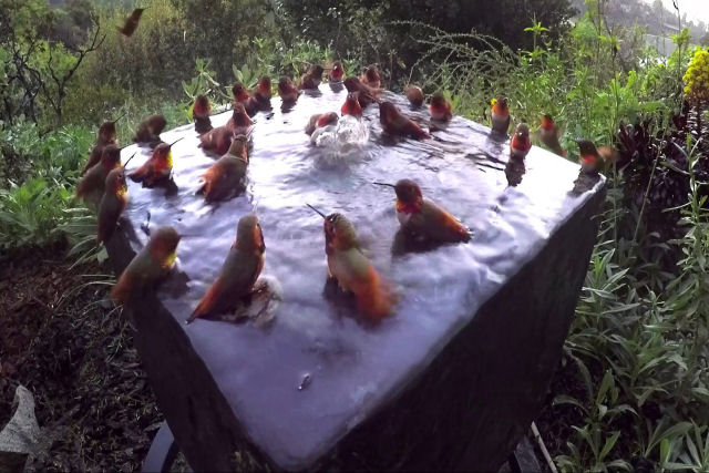 Trinta colibris participando e um ritual pacífico de banho juntos
