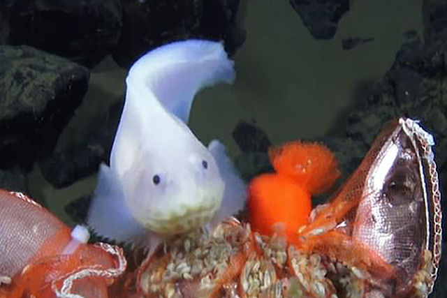 Este peixe foi filmado a uma profundidade inaudita: mais de 8 quilmetros