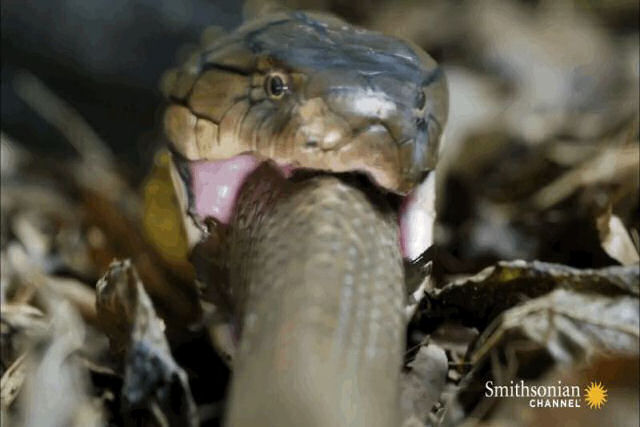 Veja como a cobra mais venenosa do mundo engole por completo sua presa
