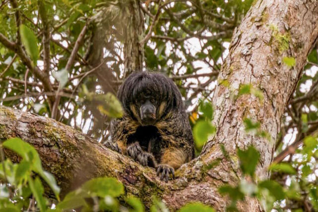 Após 80 anos conseguem fotografar um misterioso primata amazônico