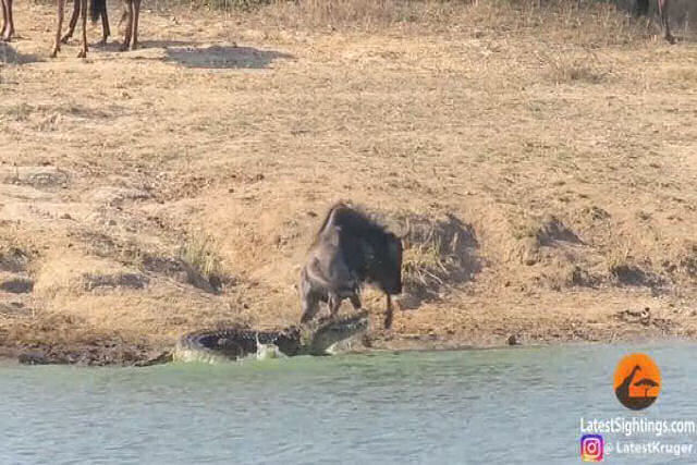 O incrível vídeo de dois hipopótamos ajudando um gnu a escapar de um crocodilo