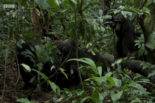Captam o momento pavoroso em o que um grupo de chimpanzés famintos decidem caçar outros macacos