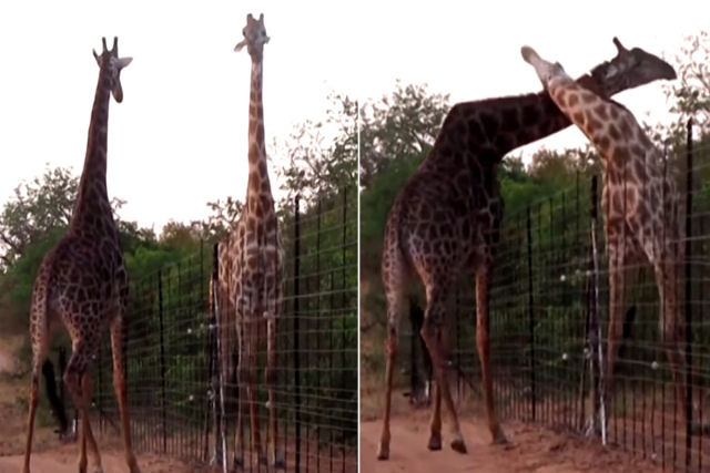 Vídeo mostra duas girafas lutando da maneira mais ridícula