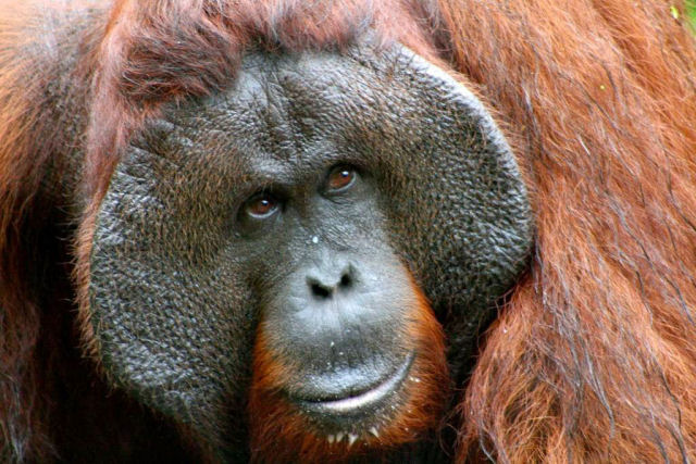 Mistério: Por que alguns orangotangos machos têm a cara flangeada e outros não?