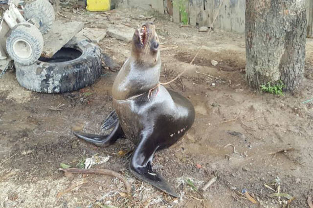 Crueldade animal: acham um lobo marinho amarrado a uma árvore no Equador