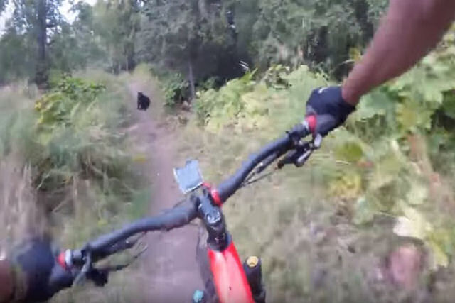 Enquanto passeava de bike pelo bosque, homem topa de de frente com um urso