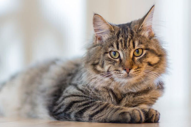 Estudo vincula um parasita comum nos gatos com doenças neurológicas como o Alzheimer