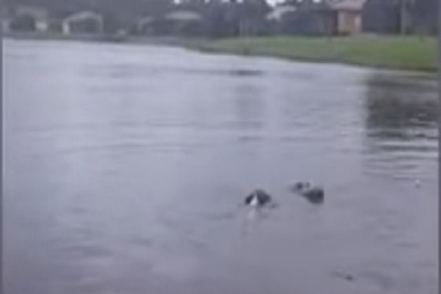 Cãozinho banha-se tranquilo em um lago sem saber que tem um jacaré ao lado
