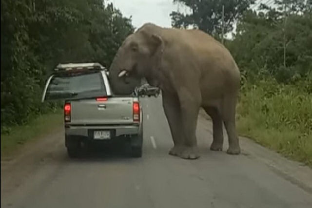 Um faminto elefante arranca o teto de um carro em busca de comida