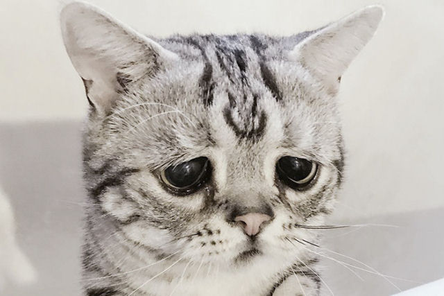 Conheça Luhu, a gatinha mais triste do mundo