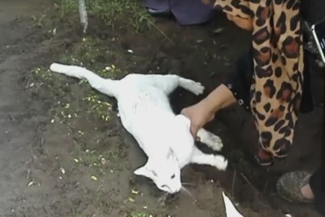 Um gato nega-se a abandonar um túmulo e inclusive tenta cavá-lo