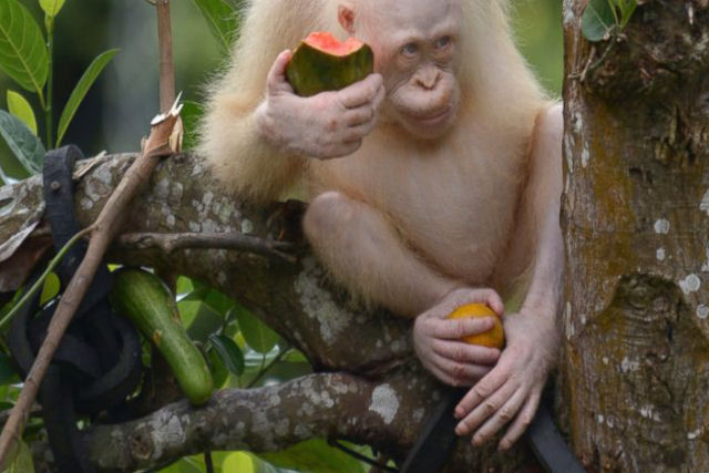 Você também pode ajudar Alba, o único orangotango albino, a ter um lar