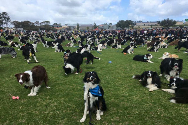Grupo australiano reúne 576 cães Border Collie em uma tentativa de estabelecer um recorde mundial