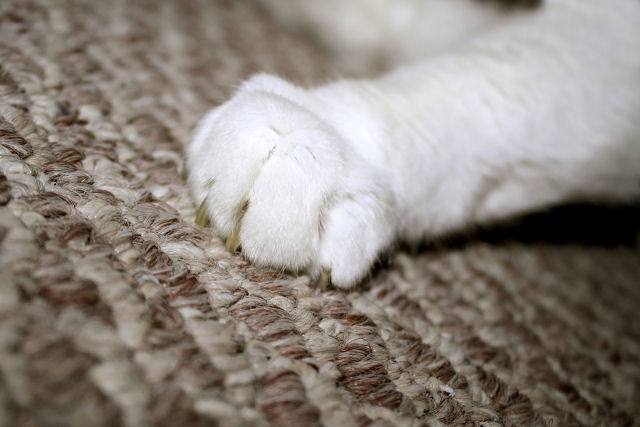 A verdadeira razão pela qual os gatos arranham o mobiliário (não, não estão afiando as unhas)