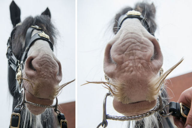 Qual a função dos bigodes nos cavalos?