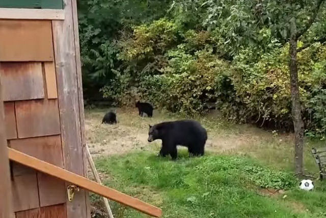 A cortesia vence: canadense educado convence uma família de ursos a abandonar seu quintal