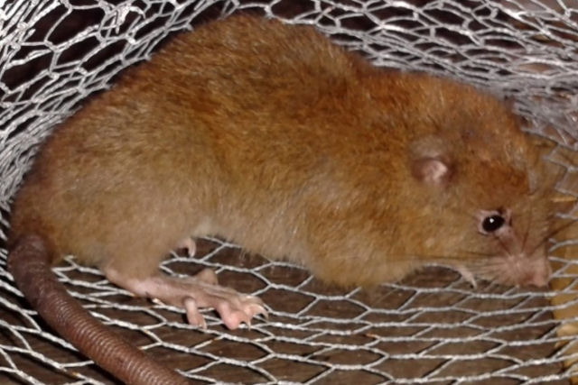 Descobrem uma nova espécie de rato monstruosamente grande oculta na selva das Ilhas Salomão