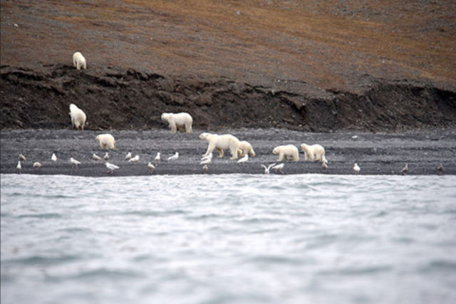 Sem palavras: encontram centenas de ursos polares devorando a carcaça de uma baleia