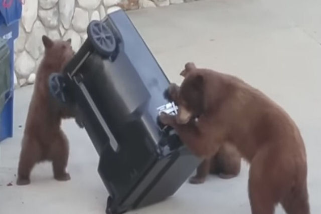 Esta família de ursos vasculha o lixo de uma casa em busca de comida