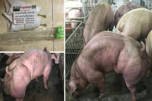 Granja cambojana cria porcos mutantes que se parecem com o Hulk