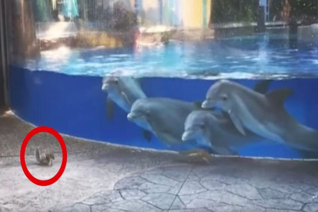 A reação de golfinhos ao ver esquilos ou como entreter-se quando você vive na prisão