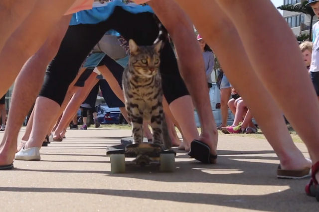 Boomer, o gato, quebra seu próprio recorde andando de skate sob as pernas de 20 pessoas
