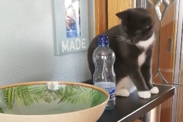 Gato insolente repetidamente joga uma garrafa de plástico no chão