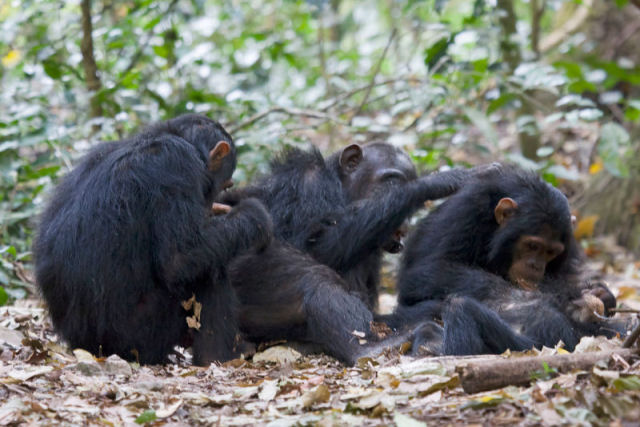 Você não vai acreditar na razão pela qual as chimpanzés desaparecem durante semanas para parir suas crias